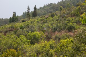 自然と同化している完全な自然栽培の茶山