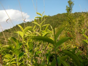 自然の草木とともに、育っている茶樹の新芽