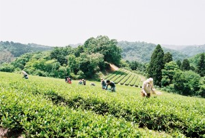 昨年5月　紅茶の茶摘み