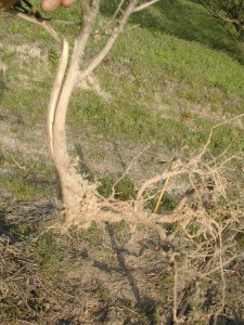 手のひらのように横に伸びた「べにほまれ」の根。挿し木苗から成長したもの。（2008年　山ノ下圃場）