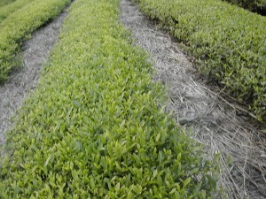 茶園の畝間に敷き詰めたススキ　井口山圃場