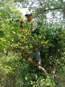 茶摘み、樹木の新芽を摘むような感覚でした。