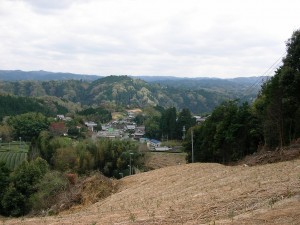 移植先の南東向き斜面の茶園（2008年３月　長引・宮山）