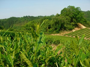紅茶品種　べにふうきの芽　2006年５月　井口山圃場