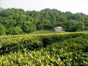 ウンカの被害に遭った茶園　2007年8月　井口山圃場