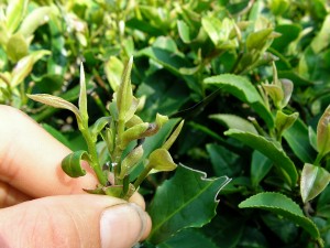 ウンカの被害に遭った新芽。この芽を刈り取ってべにふうき夏摘み紅茶をつくりました。　2007年8月　井口山圃場