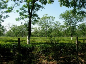 平地に広がるプランテーション的な紅茶園（アッサム）