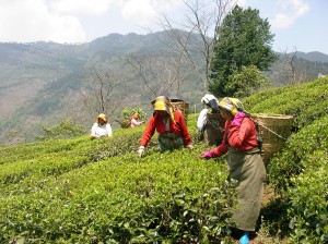 森とともに、山の斜面に広がる紅茶畑（ダージリン）