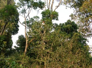 10m近くにもなる茶樹に登って、実際に茶摘みをしてみました。