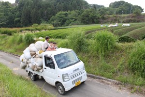 6月番茶の袋運び