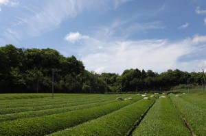 2011年新茶の収穫