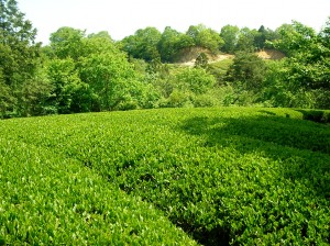 茶園の新芽と、隣接する森の新芽の色合いが調和してきました。山の産物としての新茶が理想です（若山圃場）