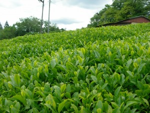 「ゆっくり」「力強く」「小さく」育つ、節間が短い新芽（老間圃場）