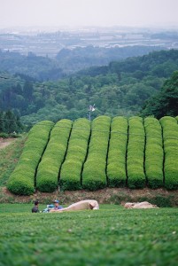 樹齢65年以上の在来種の茶園