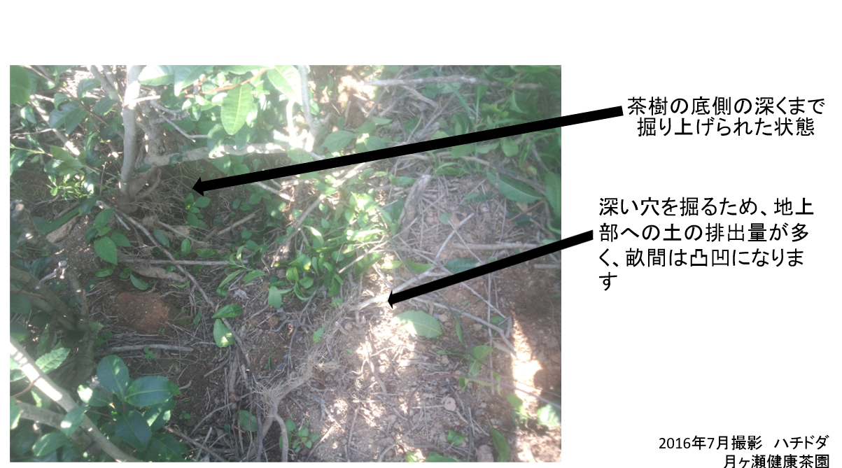 イノシシに畝間の荒らされ方が異なる茶園 ハチドダ ハチドダ2 の耕作を開始する 文明語る 月ヶ瀬健康茶園
