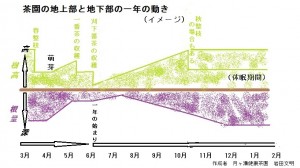 地上部と地下部の動き