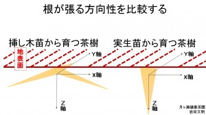 根が広がる方向