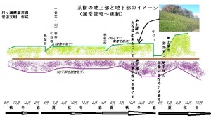 樹勢