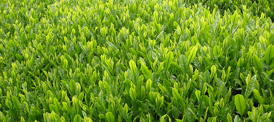 Photo provided by Tsukigase Organic Tea Farm (月ヶ瀬健康茶園)